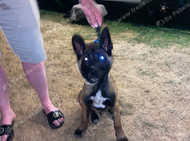 1 pure breed 6 month old Belgian maouis