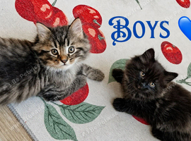Ragdoll Mix kittens.  Possible delivery**