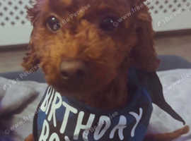 Handsome Male Dog Available for Stud