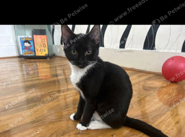Beautiful female kitten litter trained mixed breed