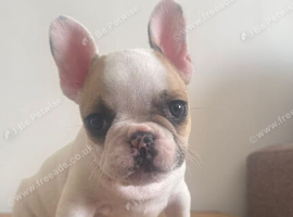 Beautiful puppies available