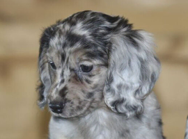 12wk old boy puppy