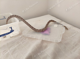 corn snake + viv + extras!