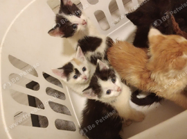 For rehoming