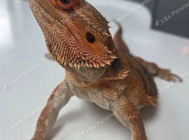 Female Bearded Dragon (1.5 Years Old) + Full Setup Included