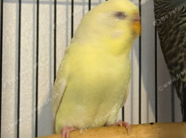 Female budgies