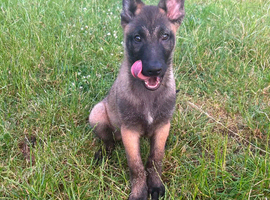 Belgain malinois