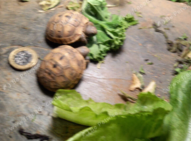 SPUR THIGH TORTOISES