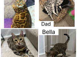 REDUCED two Bengal available