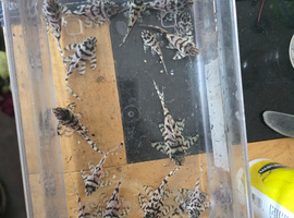 L236rb Plecos