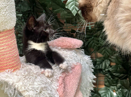 MALE KITTEN READY NOW