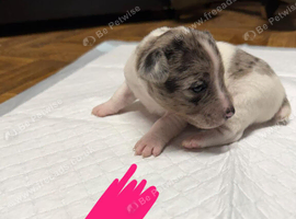 Gorgeous Jack Russell Puppies - 2 Boys & 3 Girls