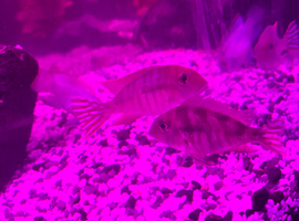 2x Red Tapajos geophagus