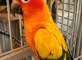 Sun Conure & Rosella