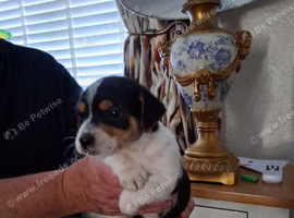 Jack russell puppies