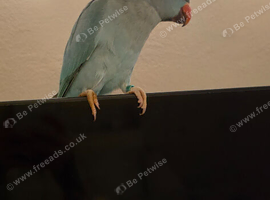 Blue indian ringneck