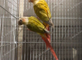 Bonded Breeding pair