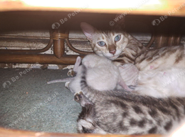 Snow mink bengal kitten