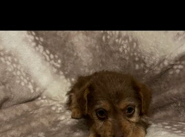Miniature jack russle pups