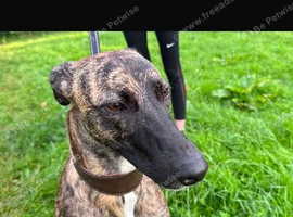 Collie bull greyhounds
