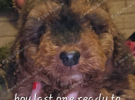 Last cockerpoo ready to leave
