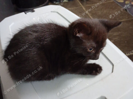 Kitten