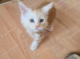 PEDIGREE MAINE COON KITTENS
