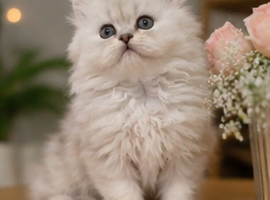 ONLY ONE Stunning Pure Persian Chinchilla leftla Kitten Pair &ndash; Boy & Gi