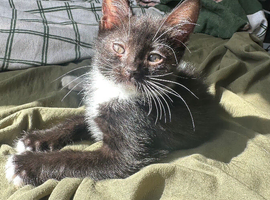 Urgently Needing Homes Beautiful Kittens