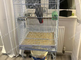 African grey Glasgow