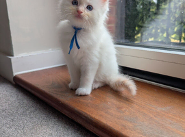 5 pure bred ragdolls
