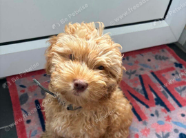 Male cockapoo