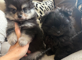 Beautiful Pomeranian pups!