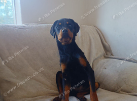 Rottweiler girl