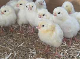 Light Sussex Chicks (large fowl)
