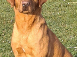 Working Fox red labrador for stud