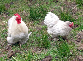 Lavender pekin bantam pair