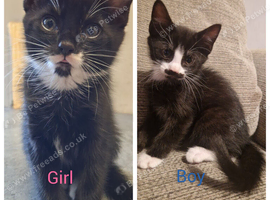 2 Kittens ready for their new homes