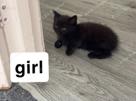 Four kittens looking for loving forever homes