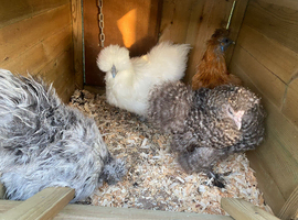 SILKIES FOR SALE CHICKENS