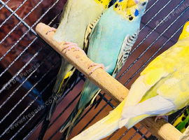 Young and adult budgies