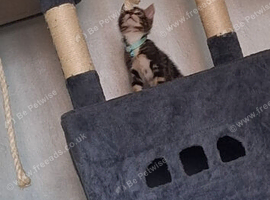Kitten for sale
