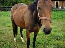 2yr Irish filly