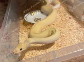 Pastel cinnamon