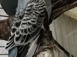 1 baby grey budgie