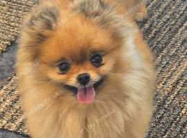 *Beautiful female companion pomeranian *