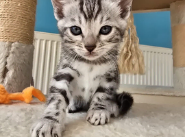 Pedigree Bengal Kittens ready for new home in June