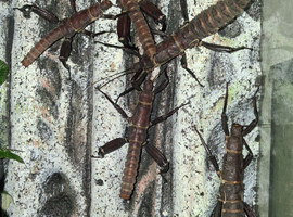 Giant Spiny Stick Insect/New Guinea Spiny Stick Insect (Eurycantha Calcarata) PSG 23