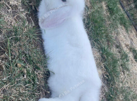 Mini lop girl