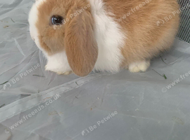 5 beautiful mini lop rabbits